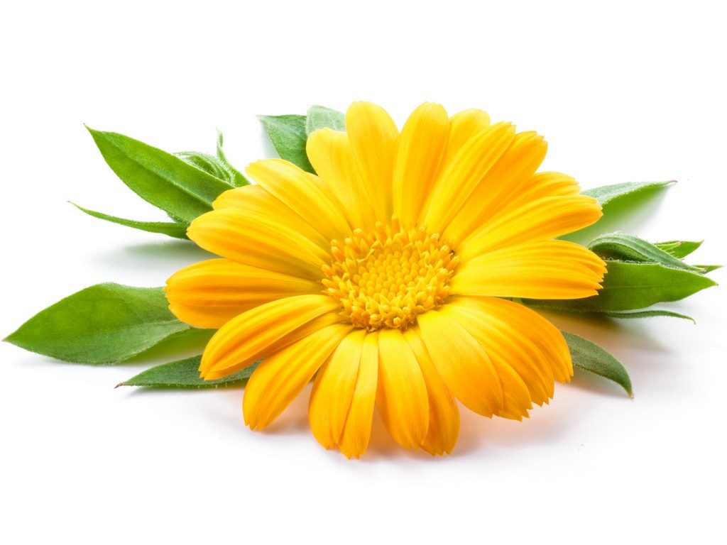 Aceite de Almendras y Calendula