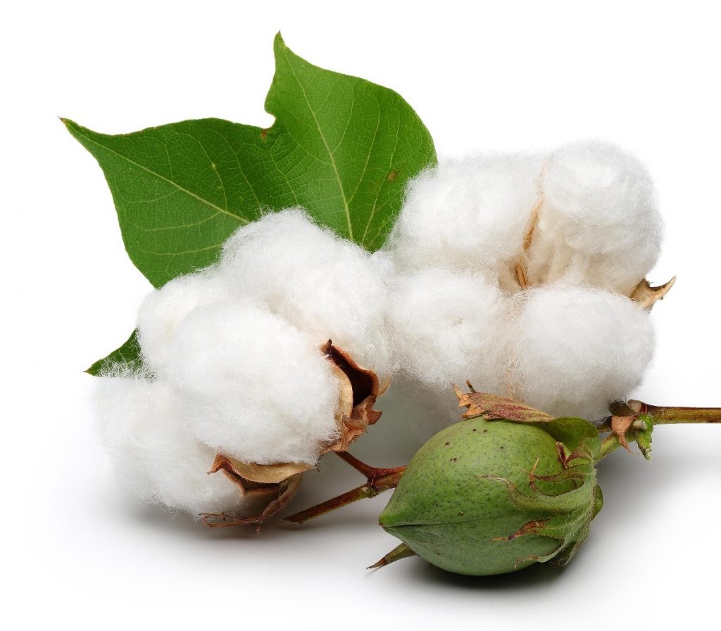 Aceite de semillas de algodón – 100% puro - Prensado en frío
