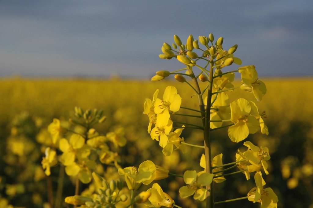 Aceite de Canola 100% puro - Primera presión no OMG
