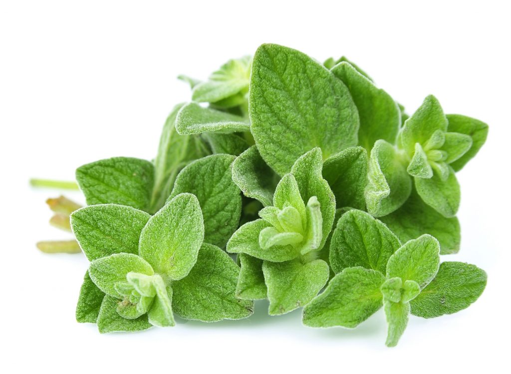 Aceite de Orégano