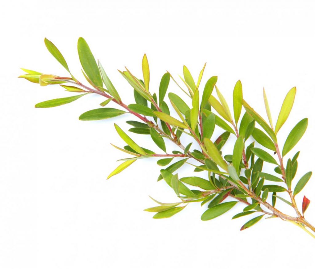 Aceite Árbol de Té