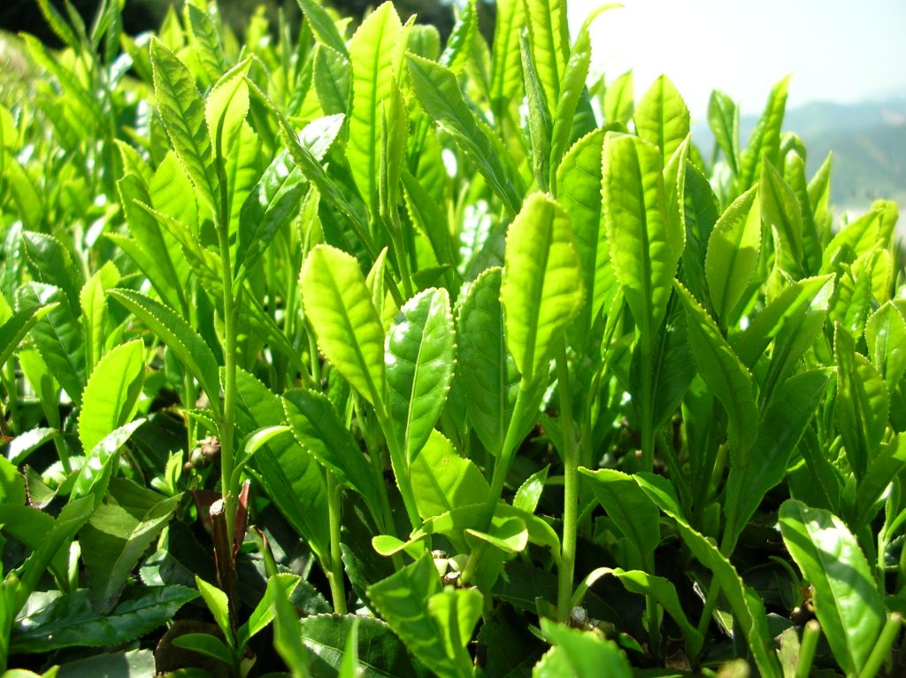 Hidrolato de Té Verde