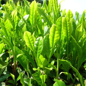 Hidrolato de Té Verde