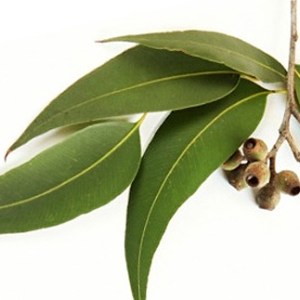 Hojas de Eucalipto en Polvo